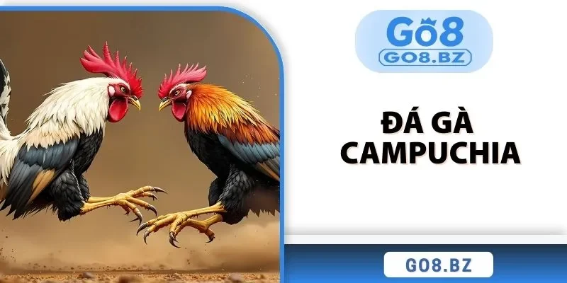 đá gà campuchia