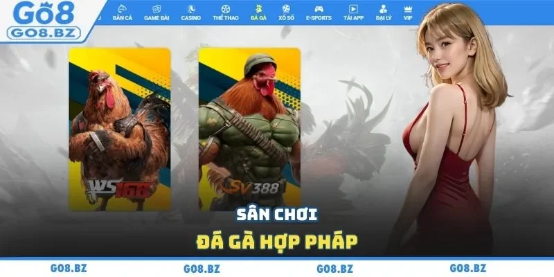 Sân chơi đá gà hợp pháp