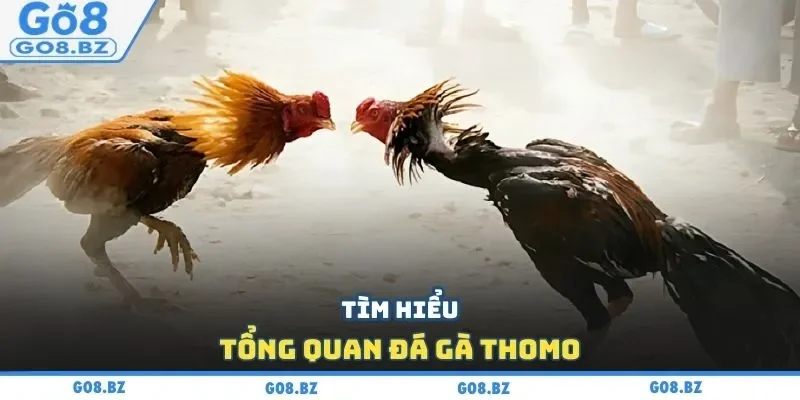 Tìm hiểu tổng quan đá gà Thomo